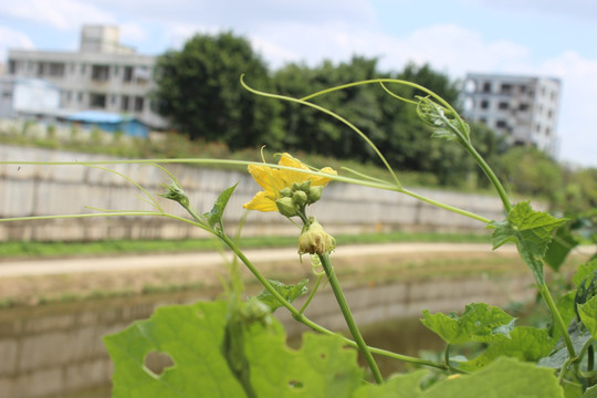 花儿