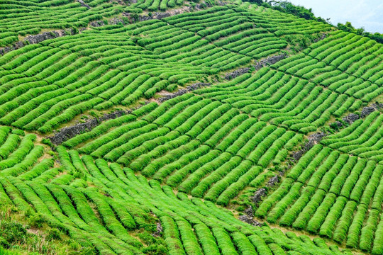 茶山 茶场