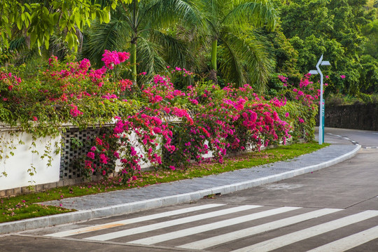 道路绿化