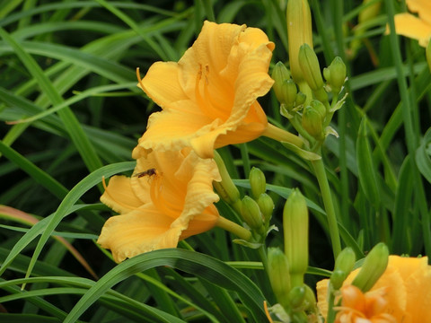 萱草  黄花菜