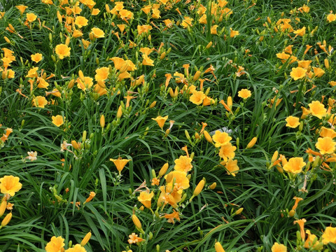 萱草  黄花菜