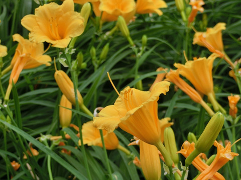 萱草  黄花菜