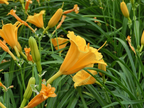 萱草  黄花菜