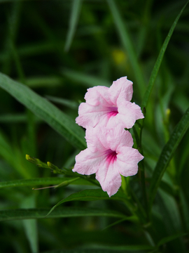 小清新 花朵 绿叶 植物