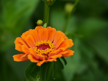 非洲菊 花卉 植物 鲜花绿叶