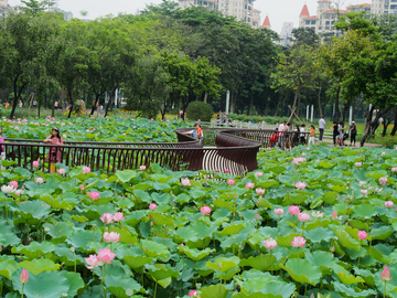 荷塘 荷花池 背景