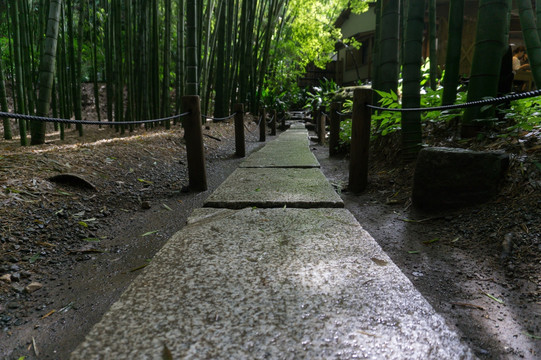 竹林小路 石板路