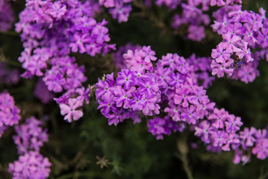 景观花卉