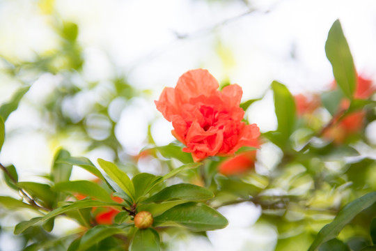 石榴花 红花 石榴 开花 花朵