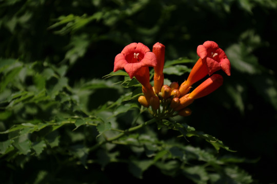 凌霄花