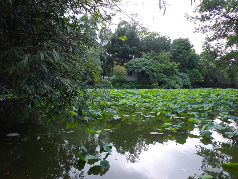 荷 塘风景