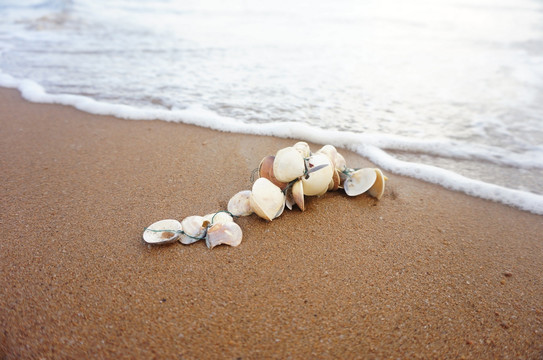 海滩沙滩贝壳