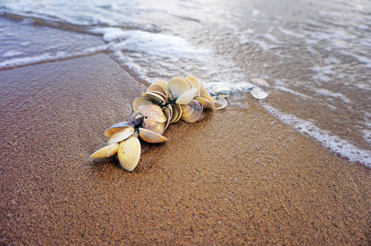 海滩沙滩贝壳