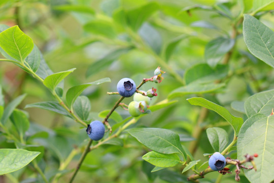 蓝蓝树 蓝莓