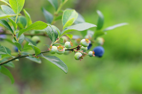 蓝莓 蓝莓树