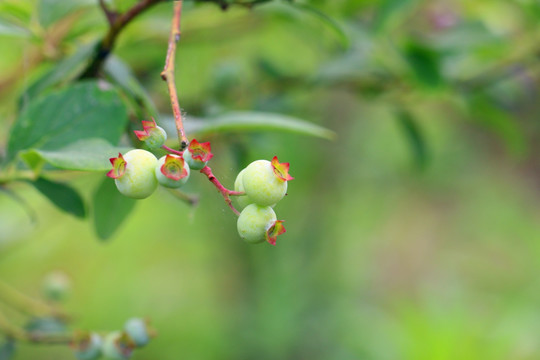 蓝莓 未成熟的蓝莓