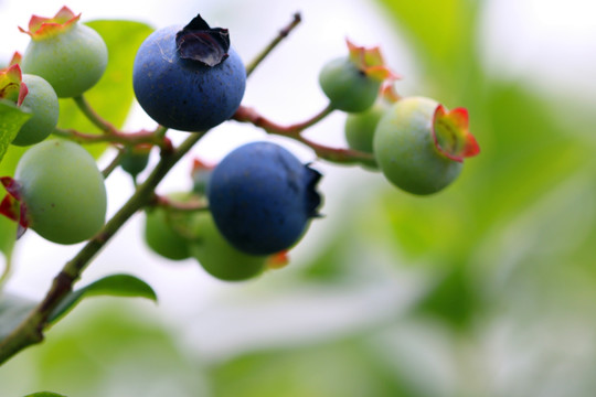 蓝莓 蓝莓特写