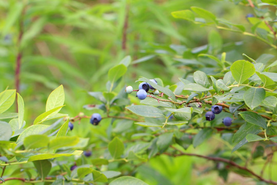 蓝莓树 蓝莓