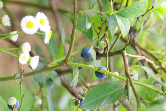蓝莓 蓝莓树