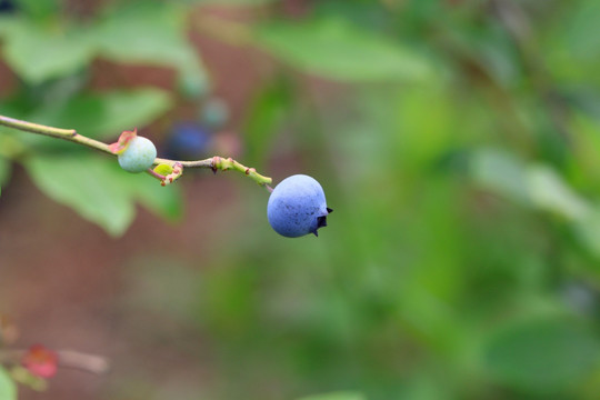 蓝莓 特写