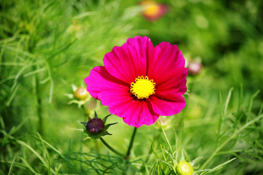 格桑花