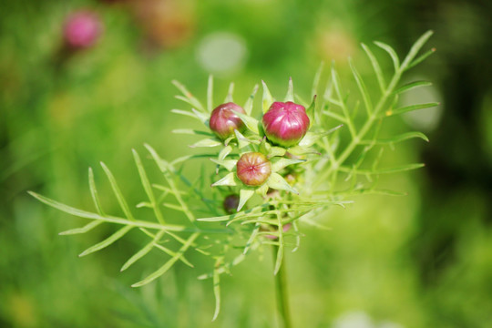 格桑花