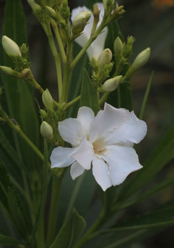 白花夹竹桃