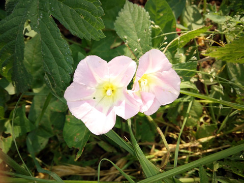 牵牛花