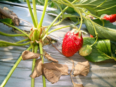 奶油草莓