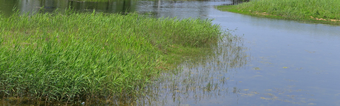 芦苇湖泊