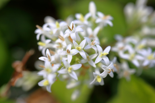 白色小花 微距