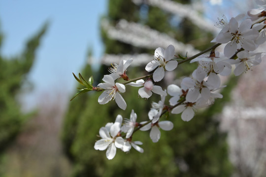 梨花