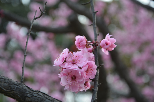 樱花