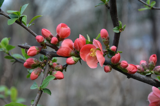 石榴花