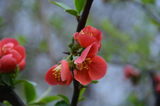 石榴花