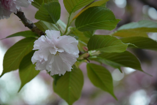 樱花