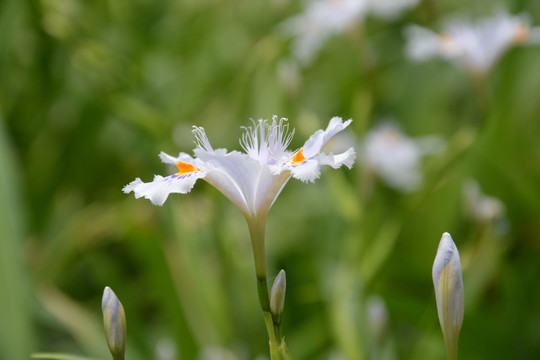 鸢尾花