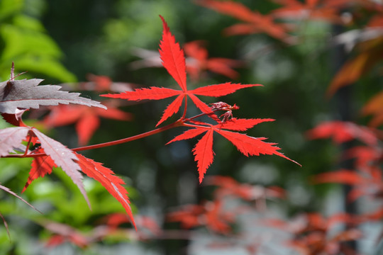 枫叶