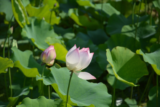 荷花池