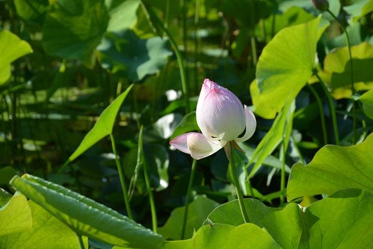 荷花池