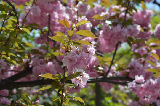 樱花