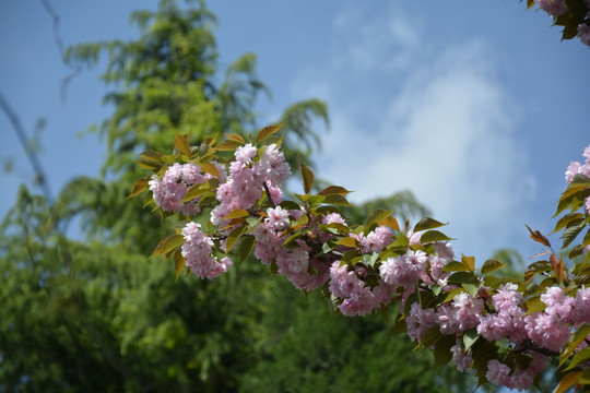 樱花