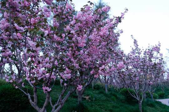 樱花观赏