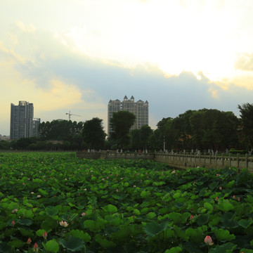 唯美风光 都市晚霞