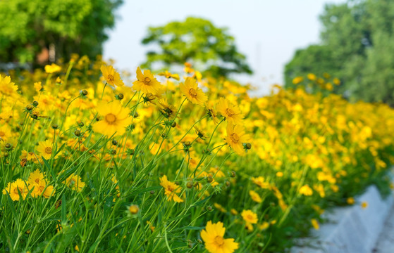 金鸡菊