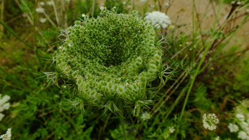 野花