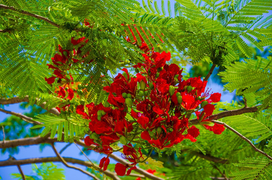 凤凰花特写