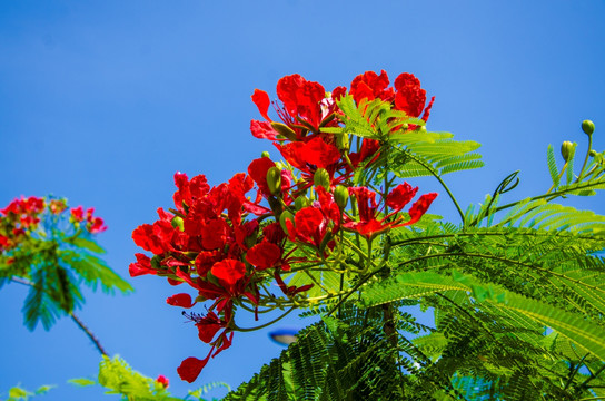 凤凰花特写