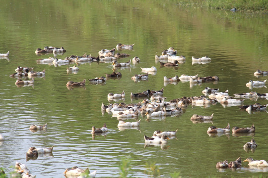 一群鸭 鸭子 水中嬉戏的鸭群
