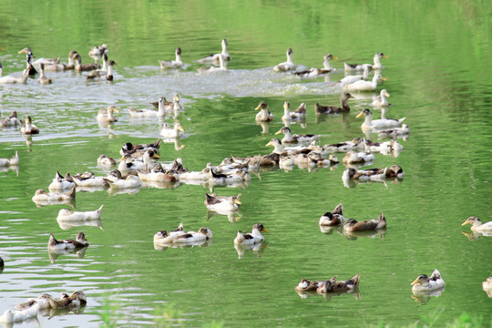 鸭子 水中的鸭子 一群鸭
